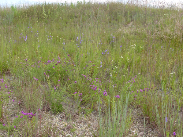 Fen Nature Preserve