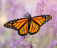 Monarch Pledge Web Thumbnail