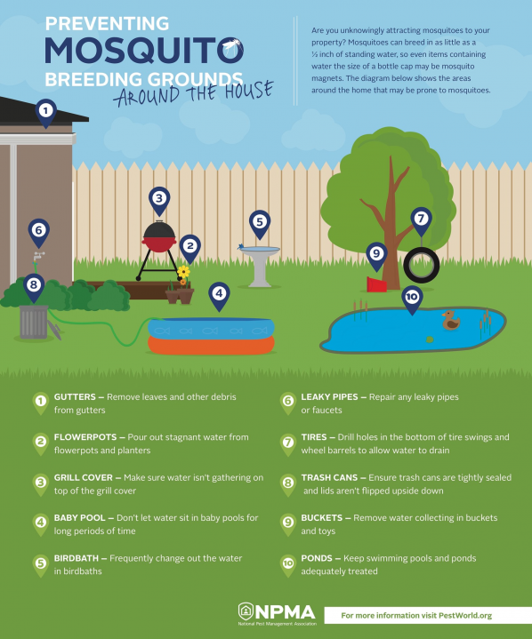 mosquito-breeding-infographic-040216