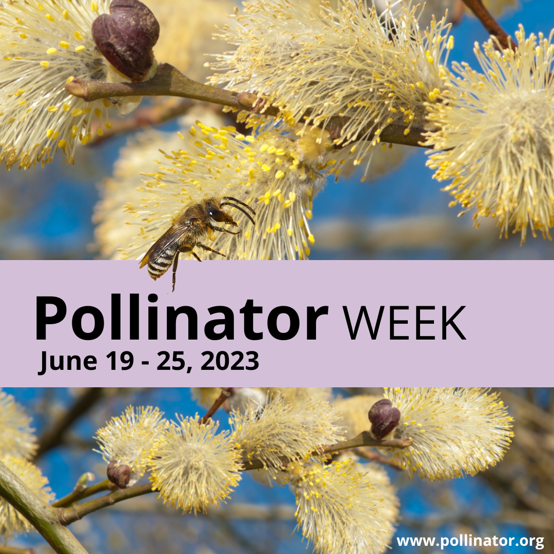 Pollinator-Week-Social-Media-Graphic-2023