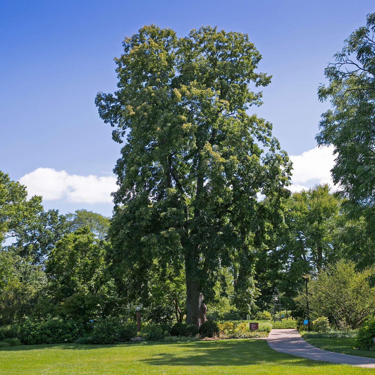 arbor day tree 2024