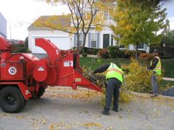 tree_trimming